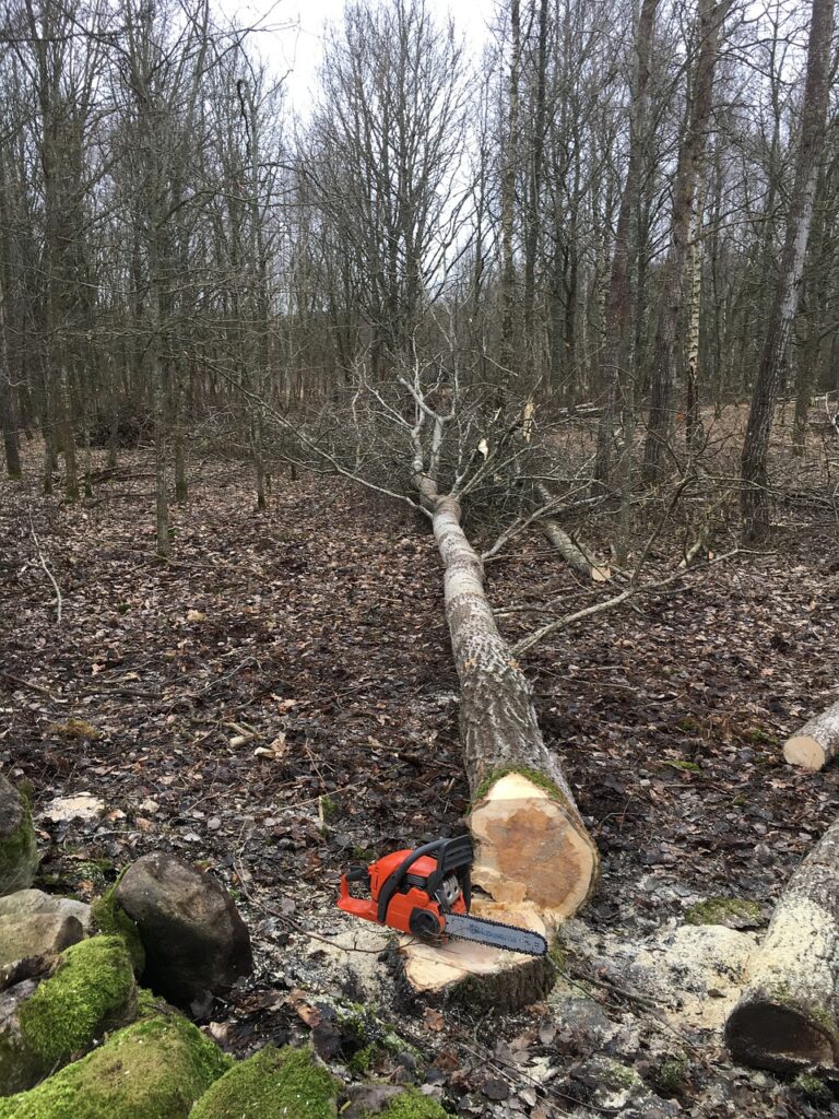 Baumarbeiten-Baumpflege-und-Baumfaellungen-im-Landkreis-Heidenheim-Die-Baumprofis-Heidenheim
